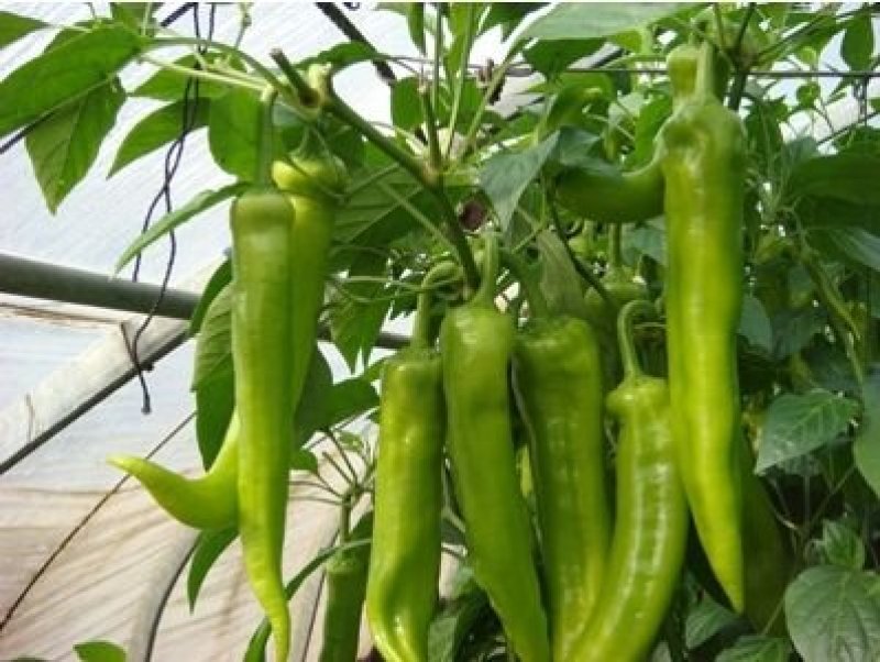 大荔县和蒲城县两个县大棚二炮辣椒火热预售中