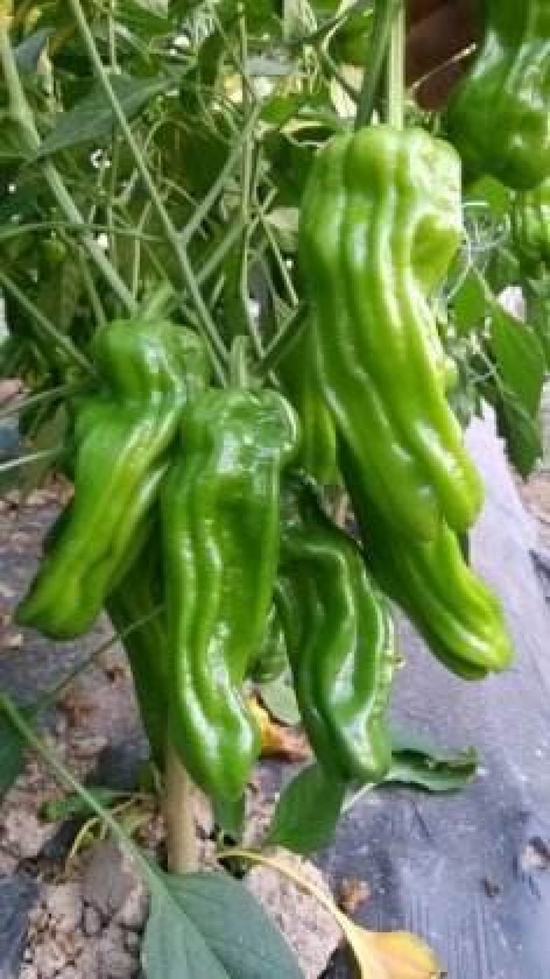 大荔县和蒲城县两个县大棚二炮辣椒火热预售中