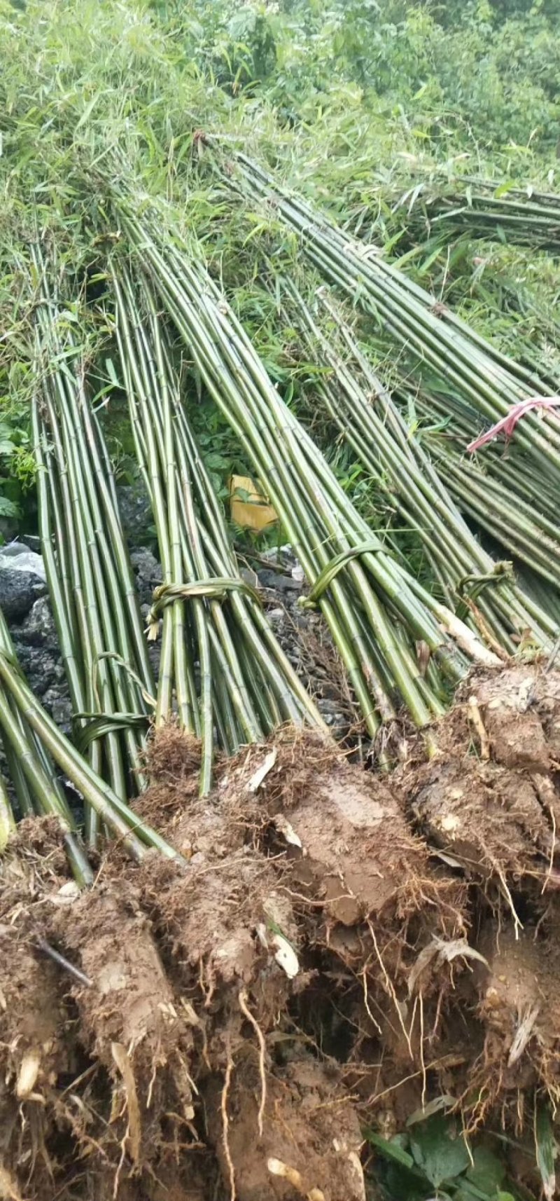 竹子，绿化用竹，围栏竹，花园竹