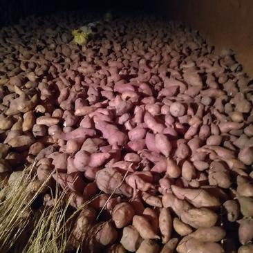 红心王红薯大量出货，加工厂薯，电商，商品薯产地直供