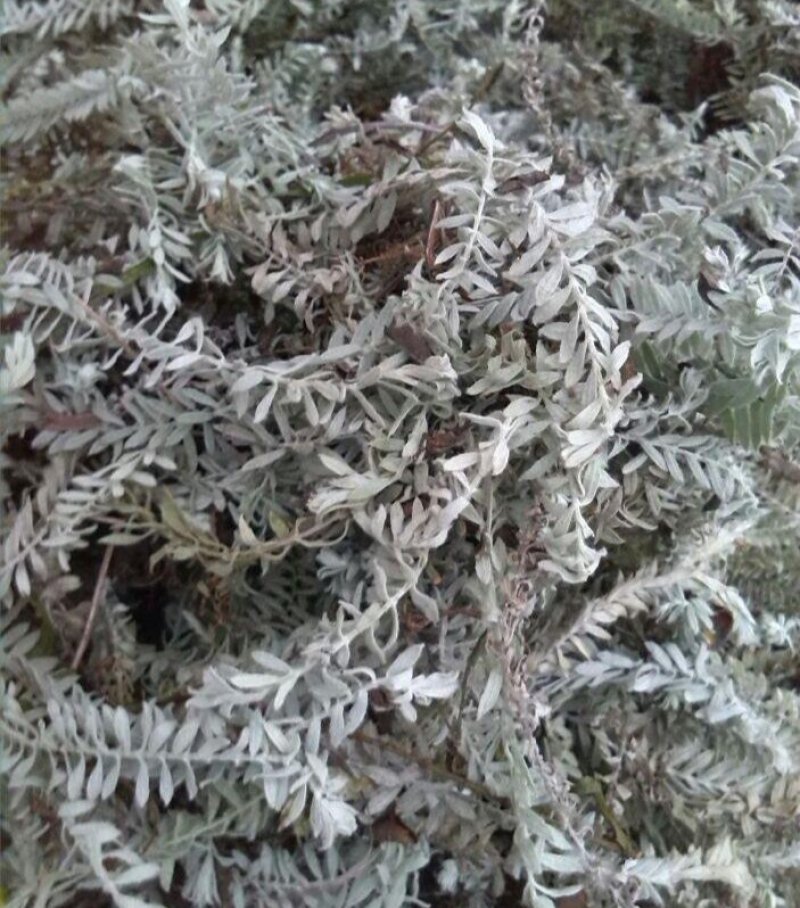 鹿茸草，野生鹿茸草！