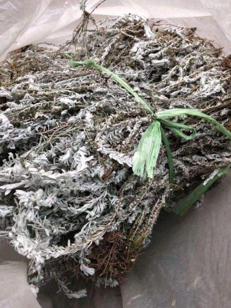 鹿茸草，野生鹿茸草！