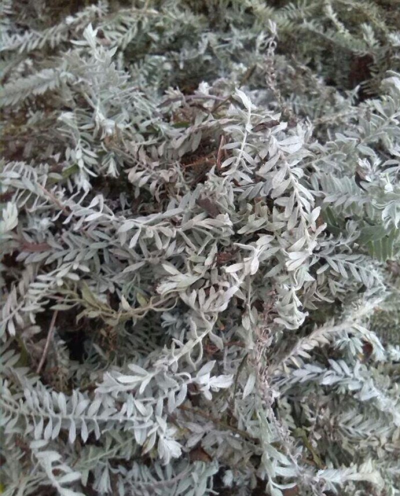 鹿茸草，野生鹿茸草！