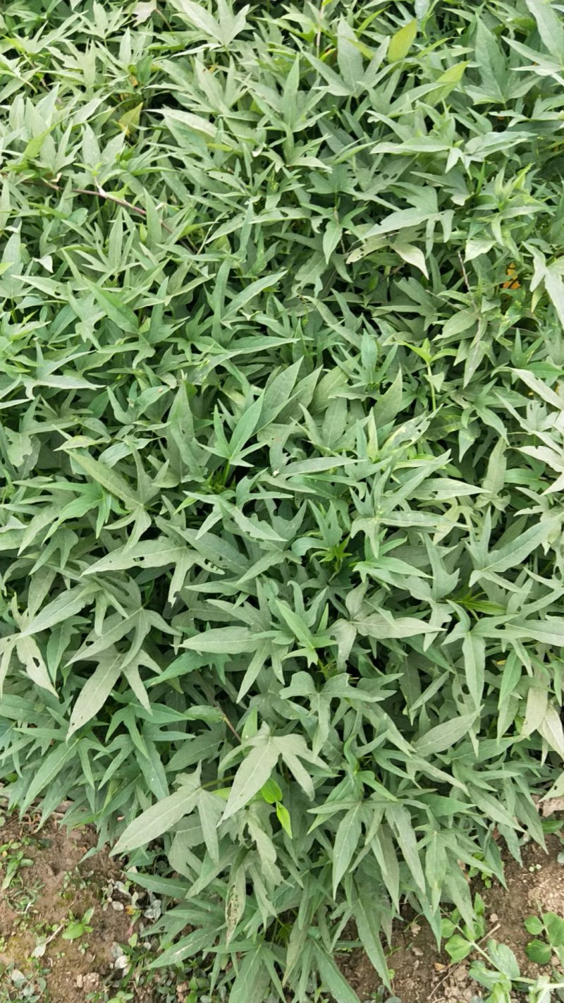 济黑一号，徐紫8/凌紫