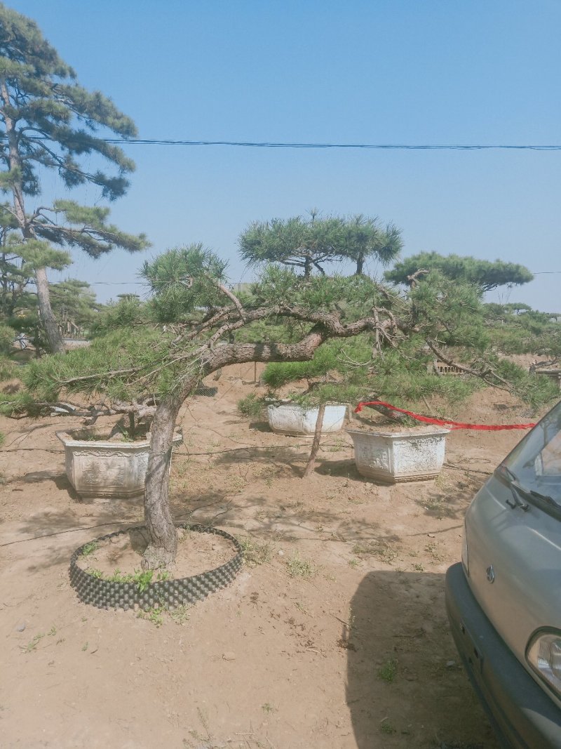 造型油松