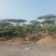 造型油松