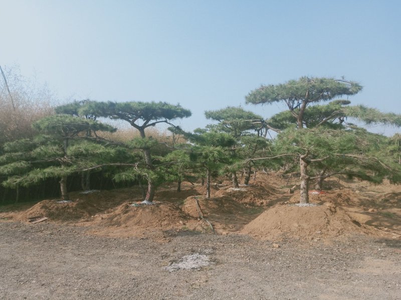 造型油松