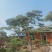 造型油松
