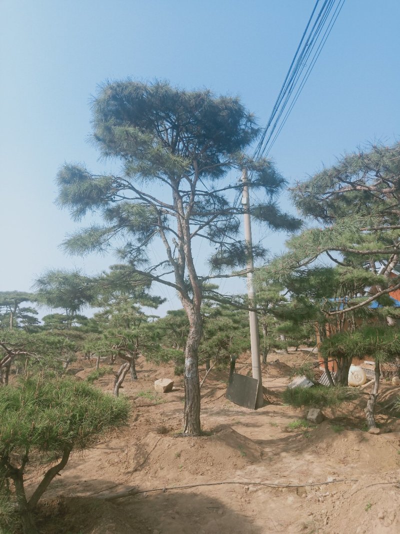 造型油松