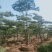 造型油松