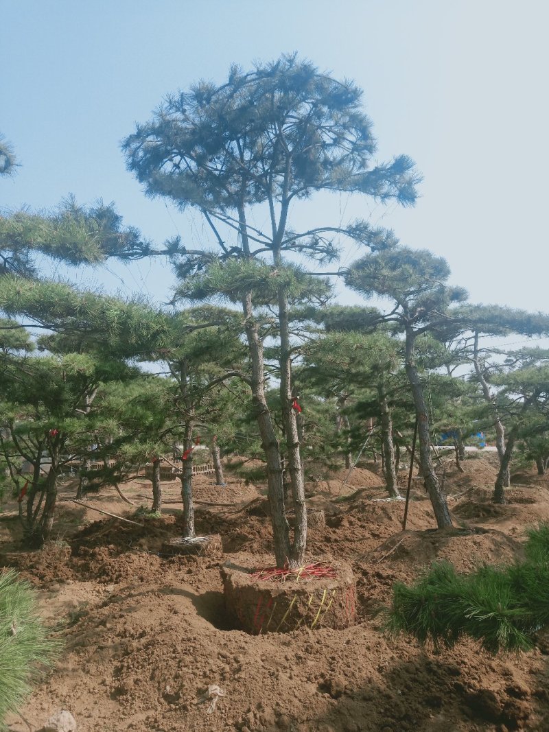 造型油松