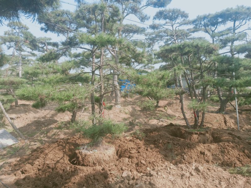 造型油松