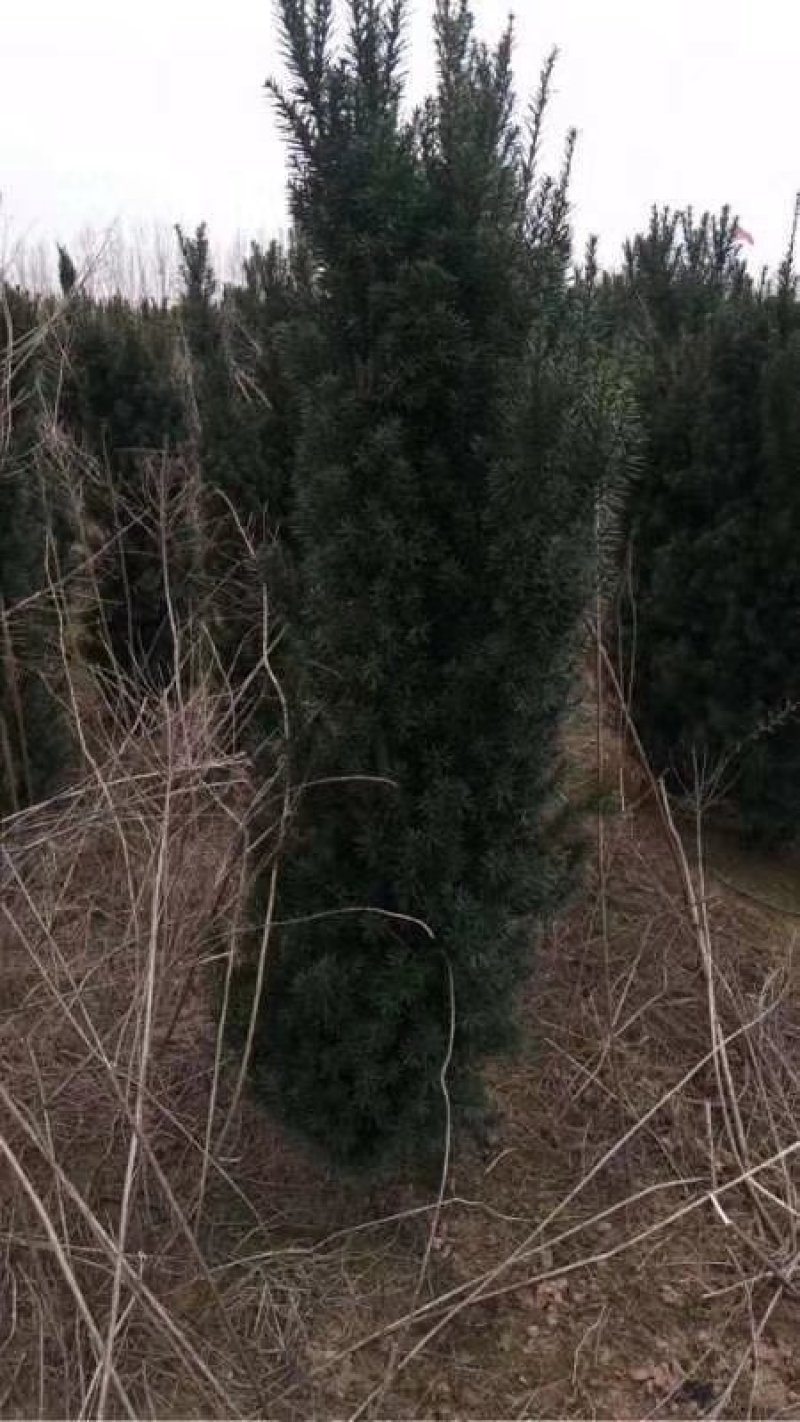 陕西省宝鸡市曼地亚红豆杉