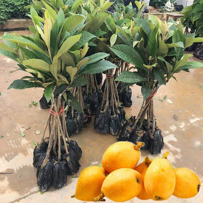 枇杷树果苗特大嫁接冰糖枇杷树苗大五星白玉枇杷苗树盆栽当年