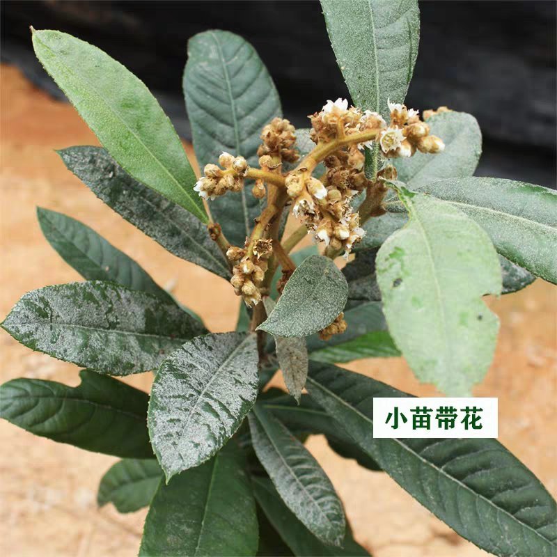 枇杷树果苗特大嫁接冰糖枇杷树苗大五星白玉枇杷苗树盆栽当年