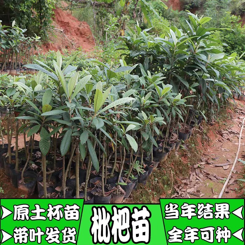 枇杷树果苗特大嫁接冰糖枇杷树苗大五星白玉枇杷苗树盆栽当年