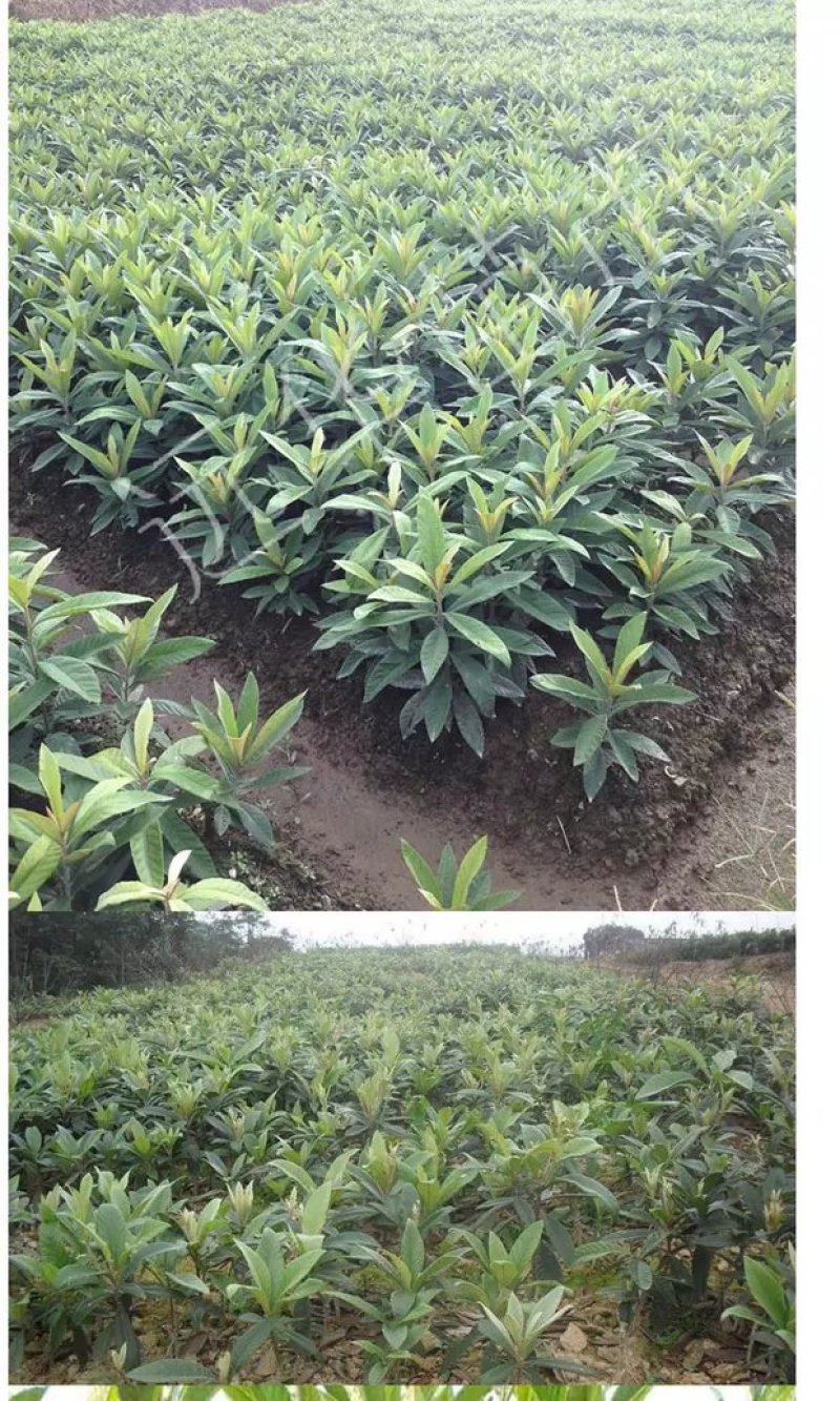 枇杷树果苗特大嫁接冰糖枇杷树苗大五星白玉枇杷苗树盆栽当年
