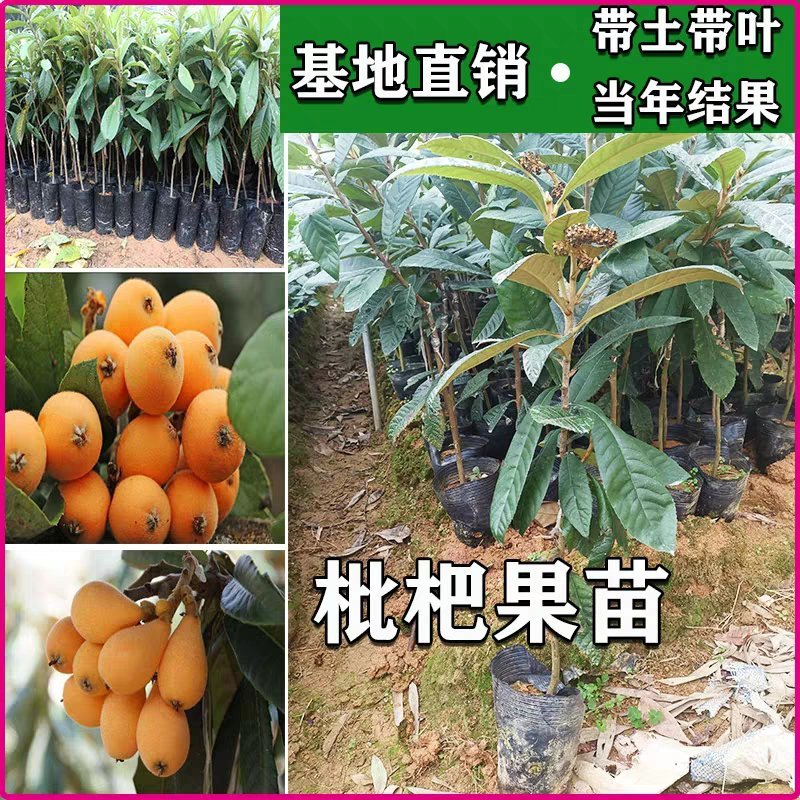 枇杷树果苗特大嫁接冰糖枇杷树苗大五星白玉枇杷苗树盆栽当年