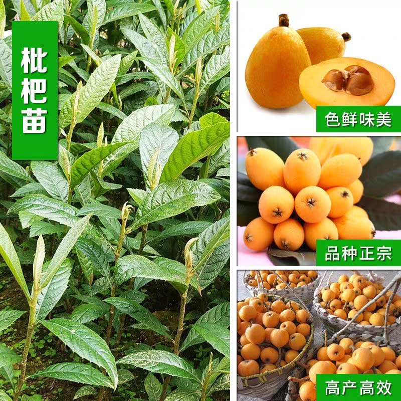 枇杷树果苗特大嫁接冰糖枇杷树苗大五星白玉枇杷苗树盆栽当年