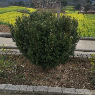陕西省宝鸡市曼地亚红豆杉