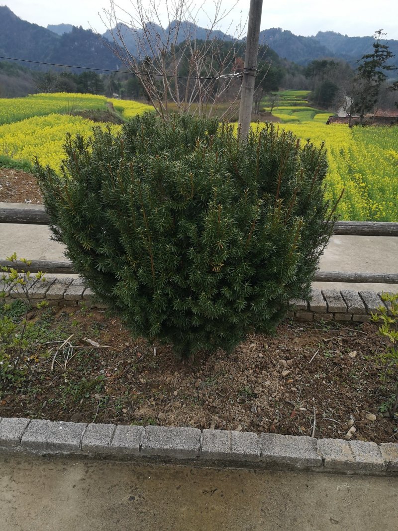 陕西省宝鸡市曼地亚红豆杉