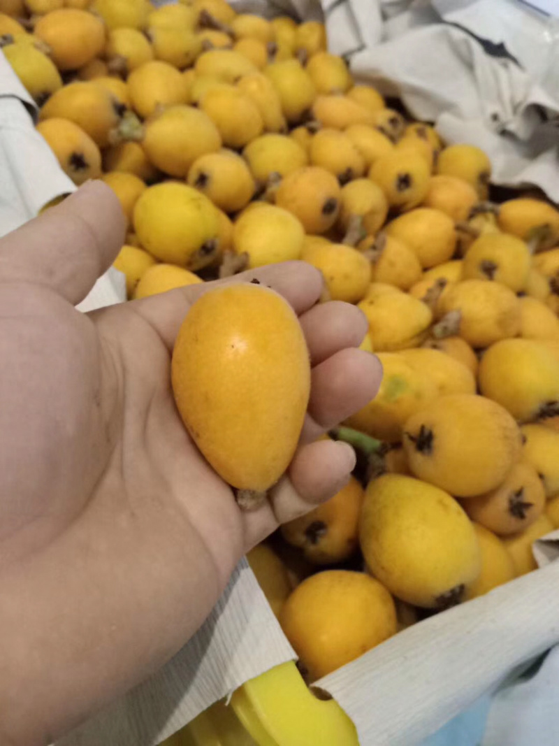 果园枇杷直销