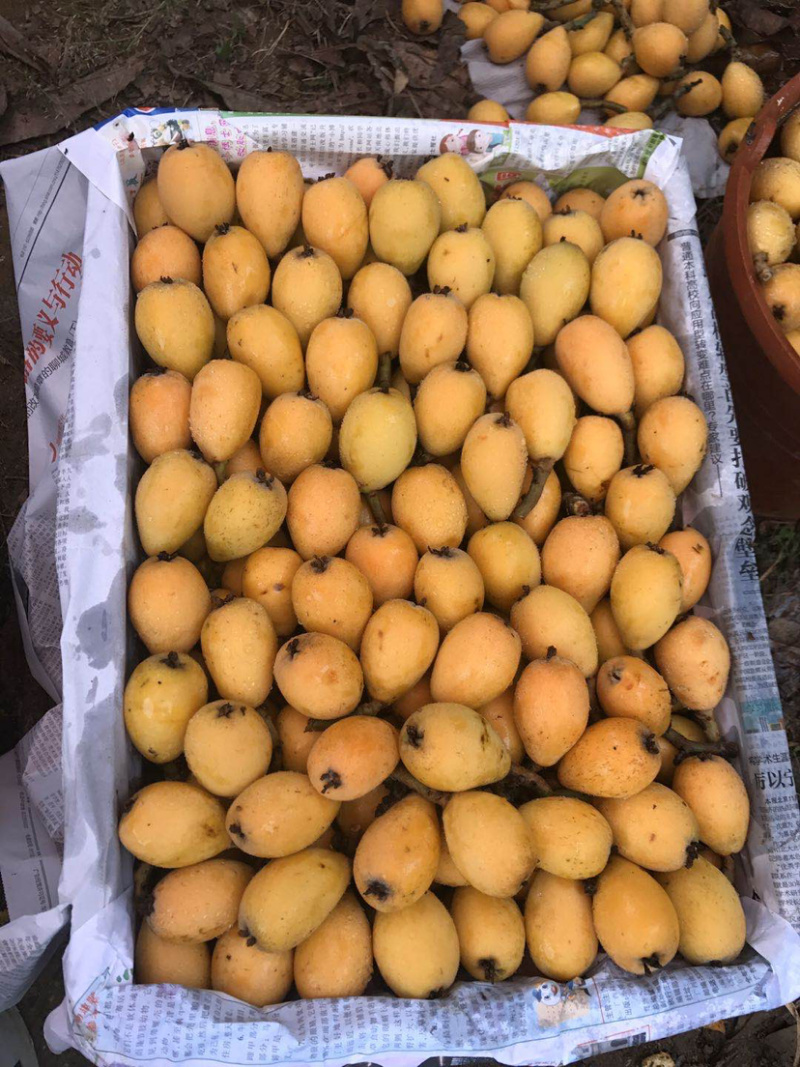 果园枇杷直销