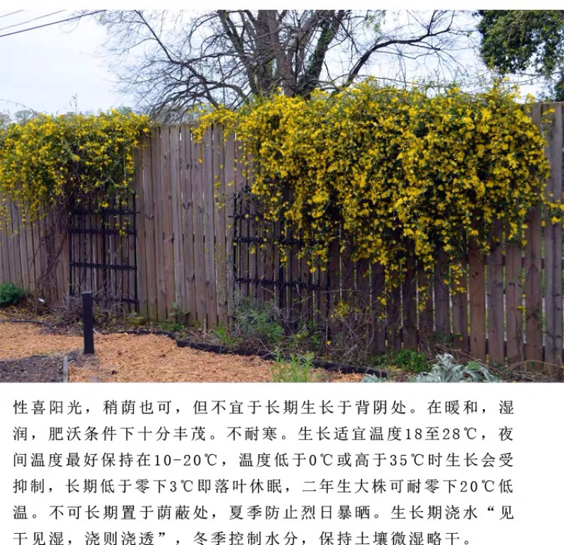 基地直供法国香水茉莉花苗爬藤别墅观赏型盆栽地栽