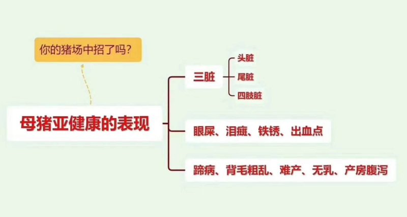 母猪饲料~减少死胎流产，提高仔猪成活率