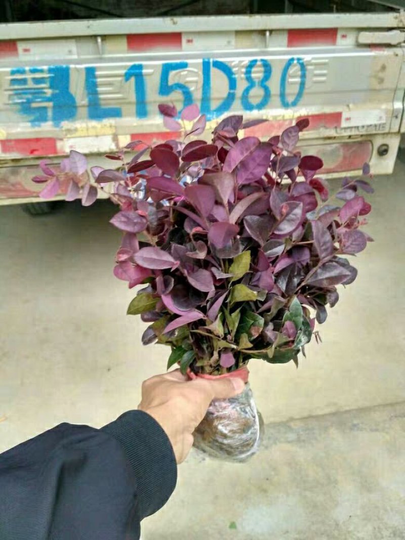 红花继木树苗四季常青庭院绿化苗木红花檵木树苗篱笆苗花木