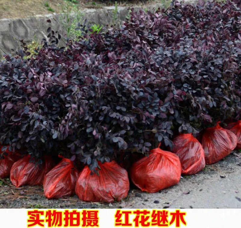 红花继木树苗四季常青庭院绿化苗木红花檵木树苗篱笆苗花木