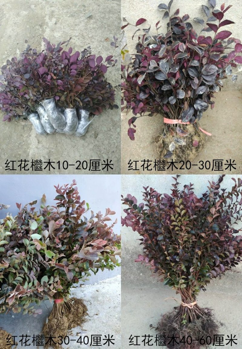 红花继木树苗四季常青庭院绿化苗木红花檵木树苗篱笆苗花木