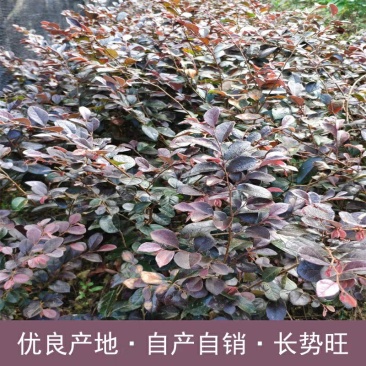 红花继木树苗四季常青庭院绿化苗木红花檵木树苗篱笆苗花木