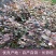 红花继木树苗四季常青庭院绿化苗木红花檵木树苗篱笆苗花木