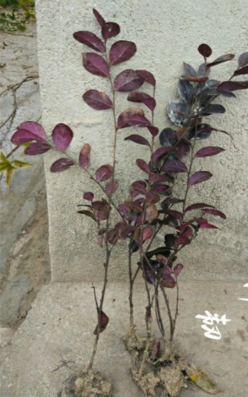 红花继木树苗四季常青庭院绿化苗木红花檵木树苗篱笆苗花木