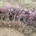红花继木树苗四季常青庭院绿化苗木红花檵木树苗篱笆苗花木