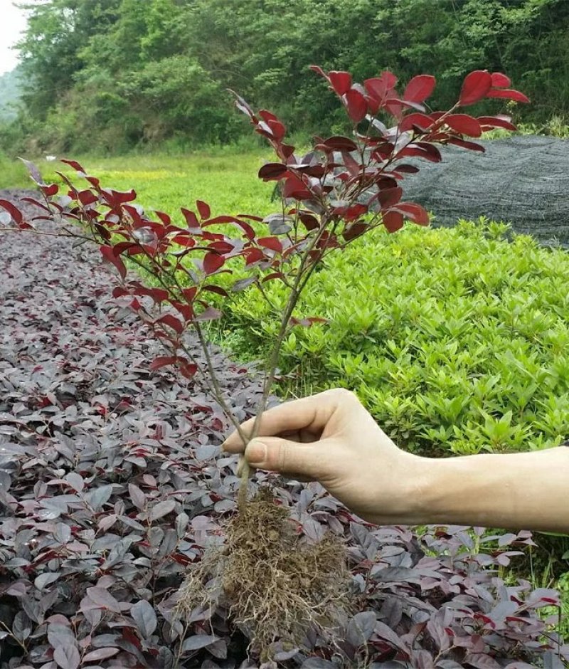 红花继木树苗四季常青庭院绿化苗木红花檵木树苗篱笆苗花木