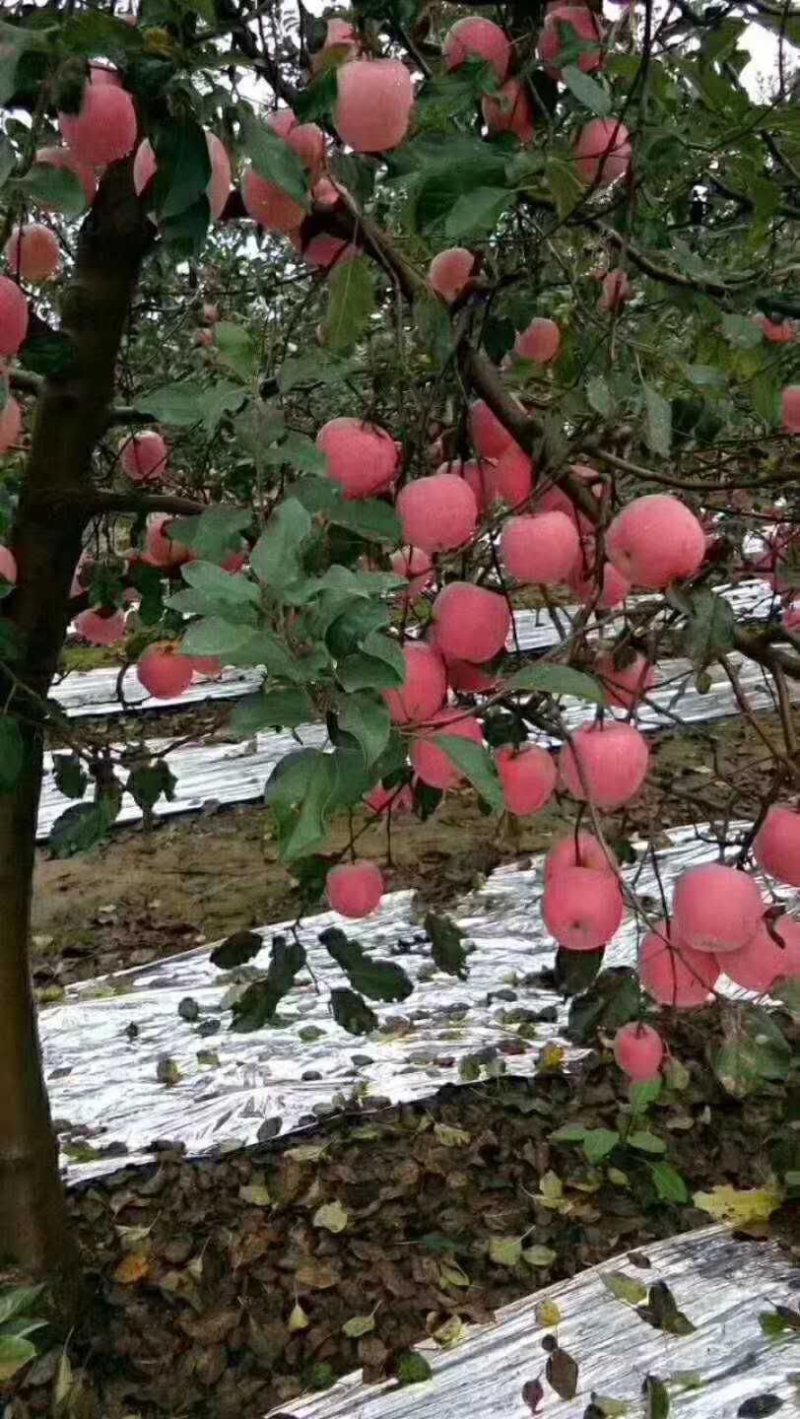 陕西苹果之乡，预售红富士片红，条红，