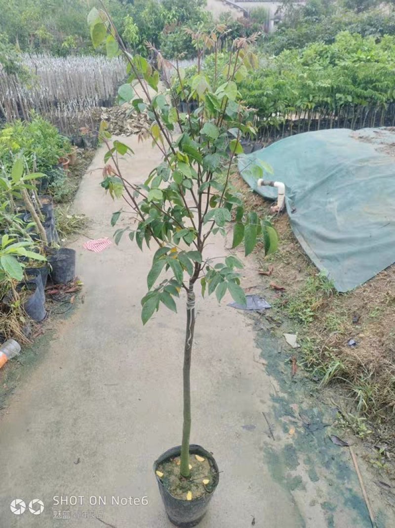 杨桃树苗嫁接苗杨桃果树苗台湾蜜丝杨桃苗甜杨桃庭院植物可盆