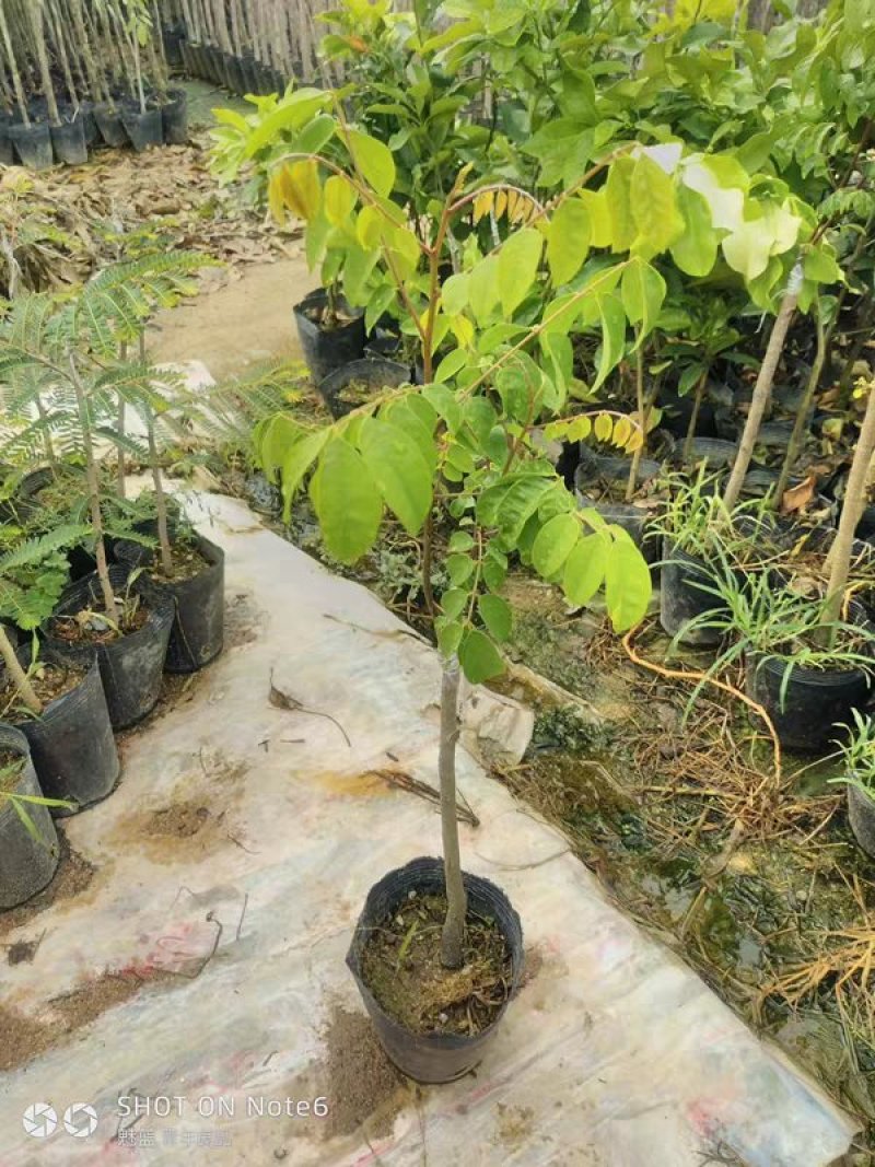 杨桃树苗嫁接苗杨桃果树苗台湾蜜丝杨桃苗甜杨桃庭院植物可盆