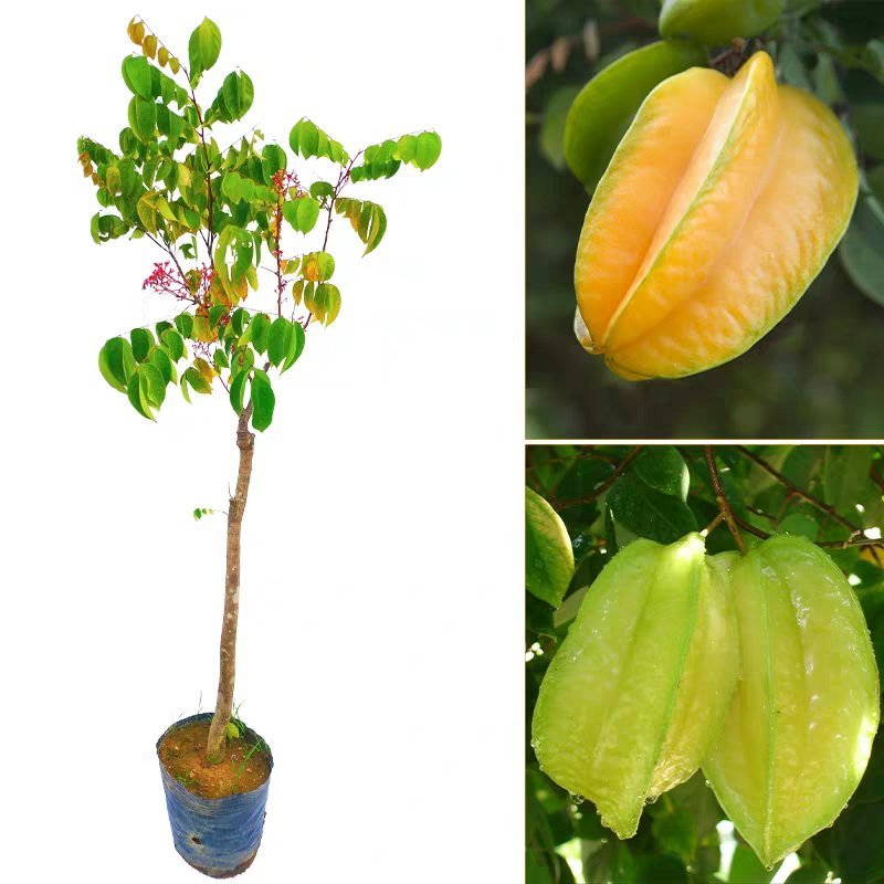 杨桃树苗嫁接苗杨桃果树苗台湾蜜丝杨桃苗甜杨桃庭院植物可盆