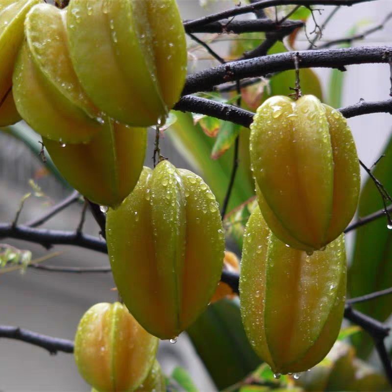 杨桃树苗嫁接苗杨桃果树苗台湾蜜丝杨桃苗甜杨桃庭院植物可盆
