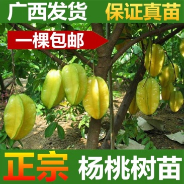 杨桃树苗嫁接苗杨桃果树苗台湾蜜丝杨桃苗甜杨桃庭院植物可盆