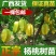 杨桃树苗嫁接苗杨桃果树苗台湾蜜丝杨桃苗甜杨桃庭院植物可盆