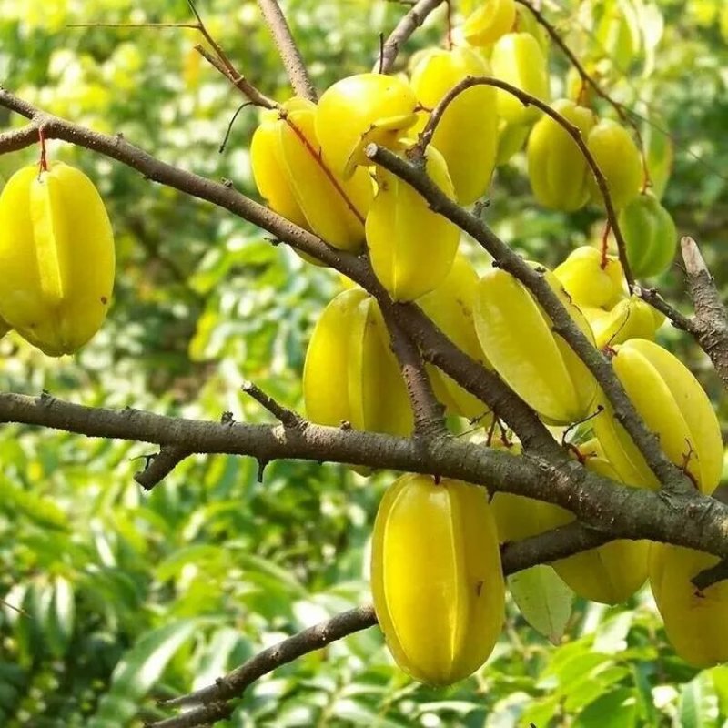 杨桃树苗嫁接苗杨桃果树苗台湾蜜丝杨桃苗甜杨桃庭院植物可盆