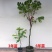 杨桃树苗嫁接苗杨桃果树苗台湾蜜丝杨桃苗甜杨桃庭院植物可盆