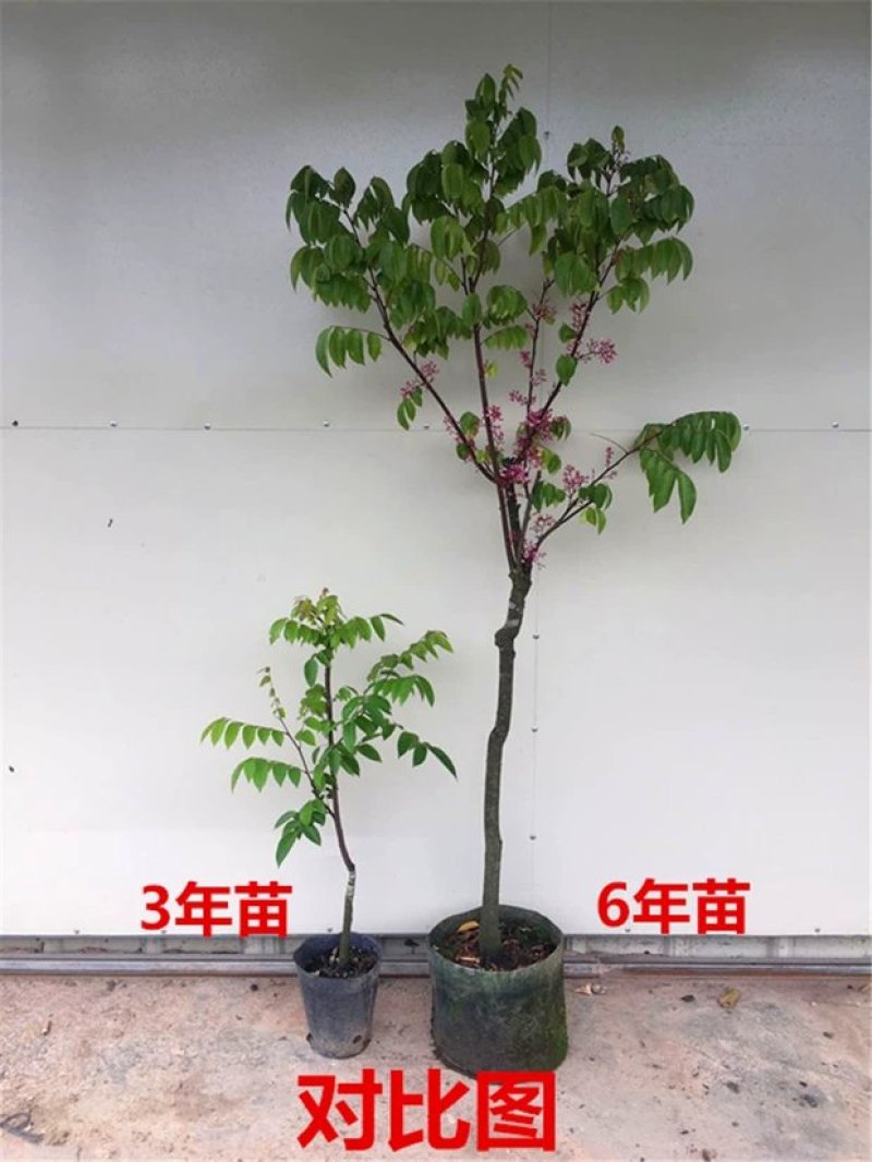杨桃树苗嫁接苗杨桃果树苗台湾蜜丝杨桃苗甜杨桃庭院植物可盆