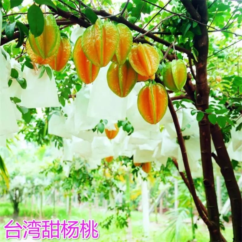 杨桃树苗嫁接苗杨桃果树苗台湾蜜丝杨桃苗甜杨桃庭院植物可盆
