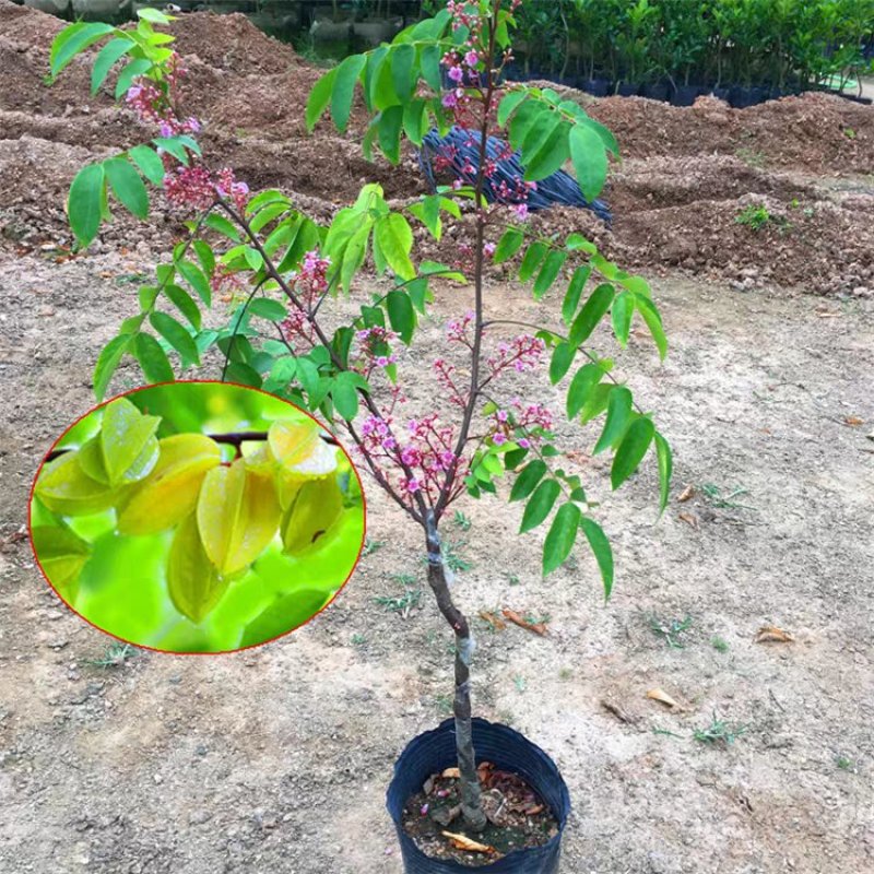 杨桃树苗嫁接苗杨桃果树苗台湾蜜丝杨桃苗甜杨桃庭院植物可盆