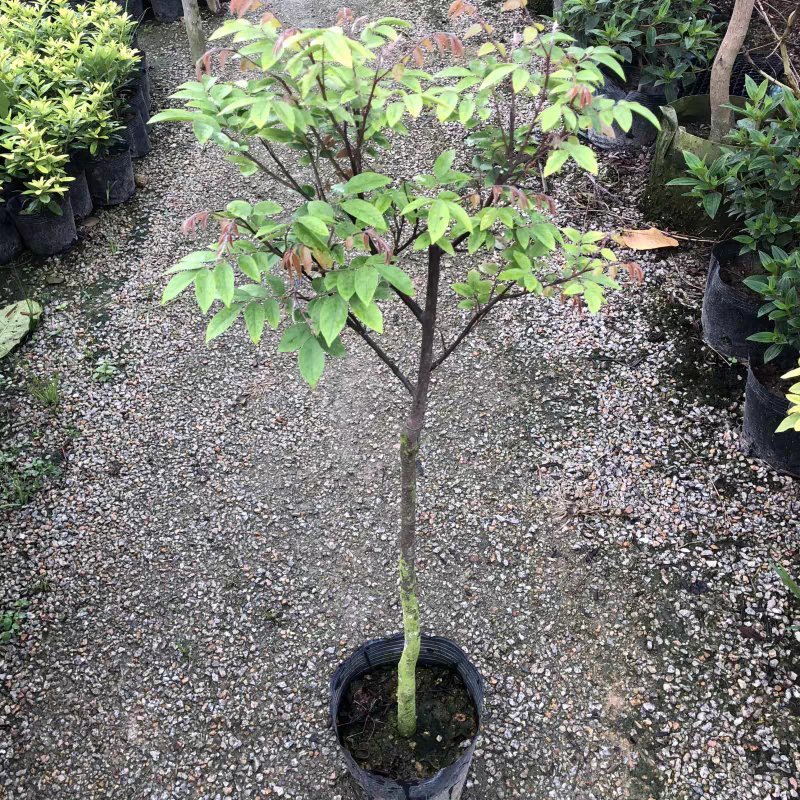 杨桃树苗嫁接苗杨桃果树苗台湾蜜丝杨桃苗甜杨桃庭院植物可盆